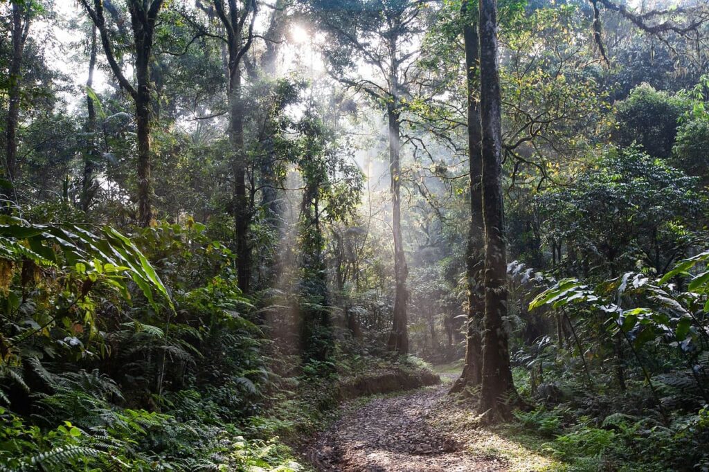 taman-negara