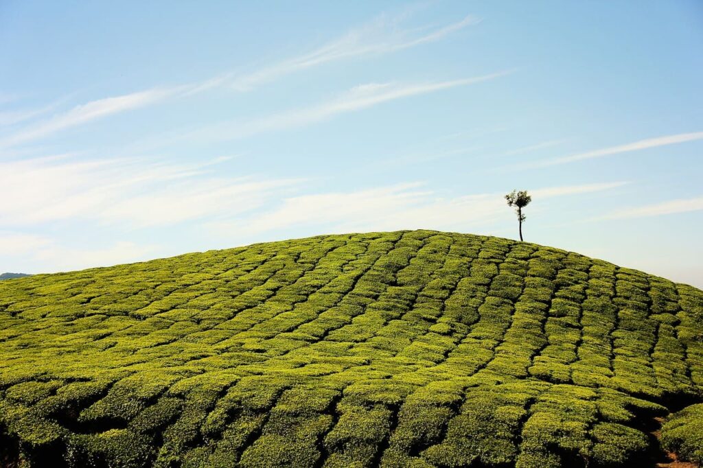 cameron-highlands
